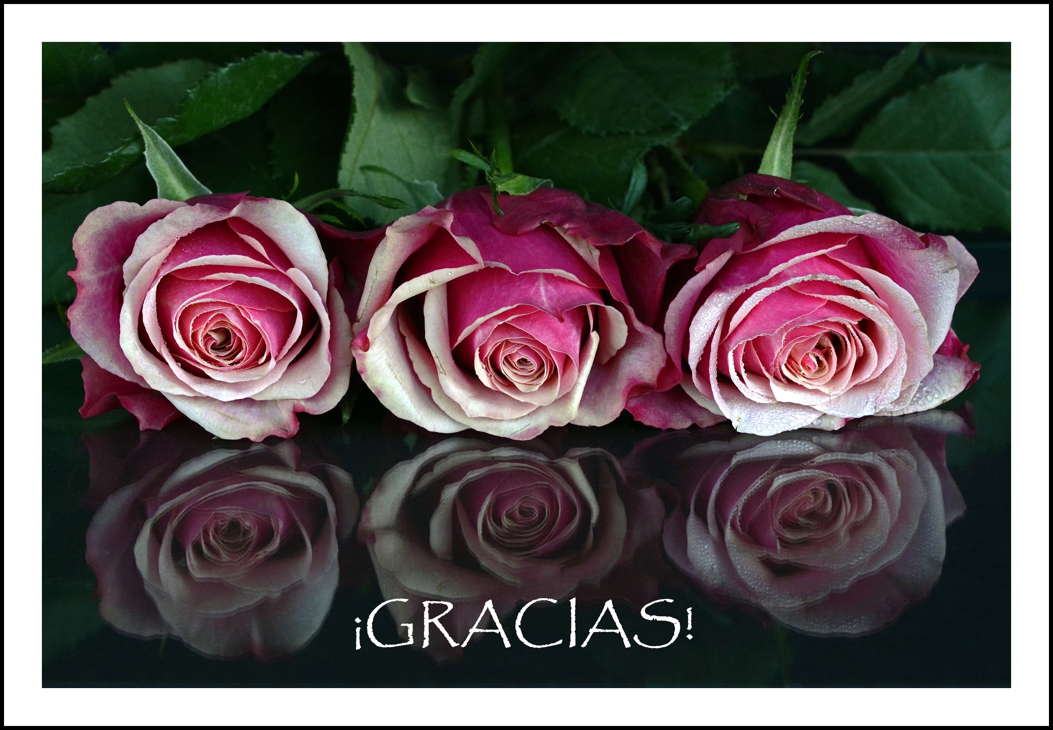 gracias